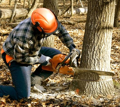 Tree Removal in Dixmont, ME